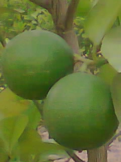 WE WILL HARVEST ACID LIMES IN JULY